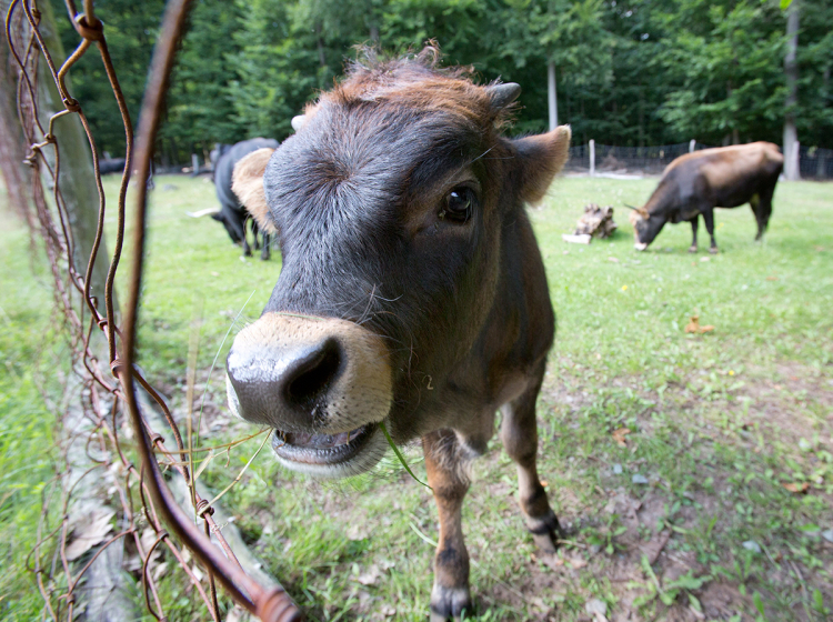 © view - die agentur Ein Auerochsen Jungtier welches aus sehr geringer Entfernung genau in die Kamera schaut. Es hat kleine Hörner und etwas Gras im Maul.
Im Hintergrund sieht man zwei ausgewachsene Auerochsen. © view - die agentur