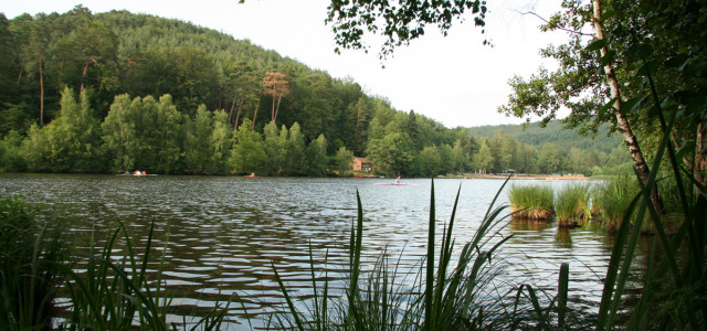 Ein Ausblick auf den Gelterswoog vom Schilf aus. Auf dem See fahren Sportbegeisterte mit Kanus.