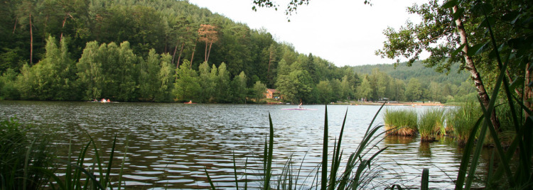 Ein Ausblick auf den Gelterswoog vom Schilf aus. Auf dem See fahren Sportbegeisterte mit Kanus.