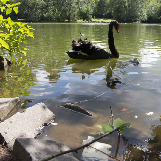 Auf dem See schwimmt ein großer, schwarzer Schwan.