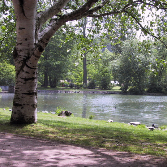 Auf dem großen See schwimmen einige Enten.
