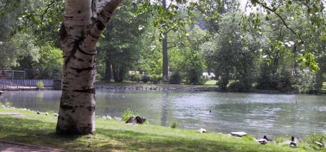 Auf dem großen See schwimmen einige Enten.