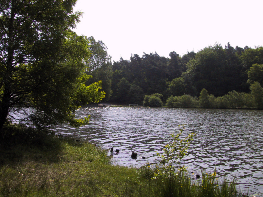Der Vogelwoog vom Uer aus. Ringsherum sstehen Bäume, Wiesen und Sträucher. © Stadt Kaiserslautern