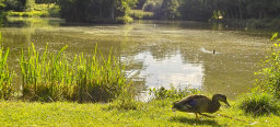 Siegelbacher Weiher mit Ente im Vordergrund