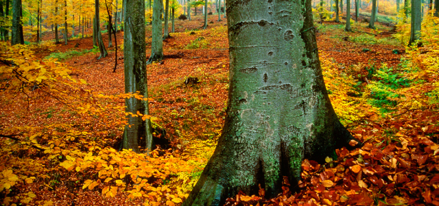 Ein lichter Wald aus Buchen im Frühherbst.Die Blätter sind gelb-orange.Im Hintergrund sind weitere Buchen.