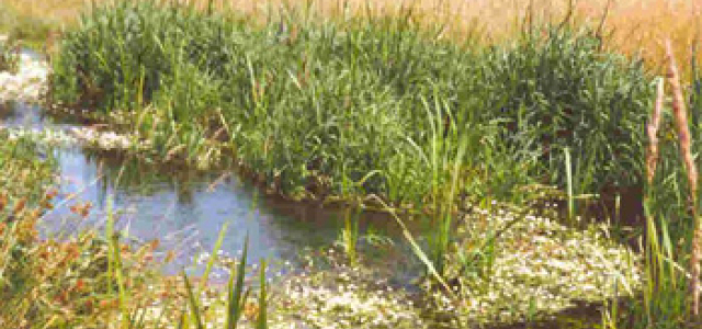  Quellen und Bäche im Pfälzerwald