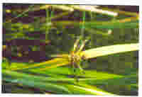Vierfleck Libelle