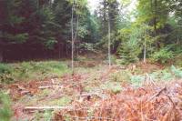 Entfichtung Eulental Entfichtung Eulental