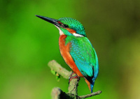 Eisvogel