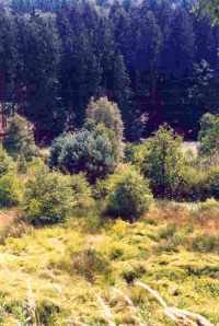Aschbachtal