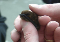 Fledermaus