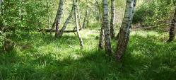 Birkenwald Schmalzwoog
