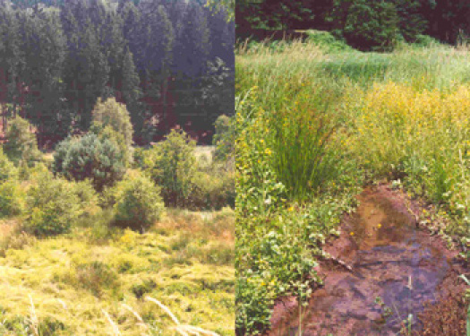Feuchtwiesenbrachen im Aschbachtal und Mooswiestal  