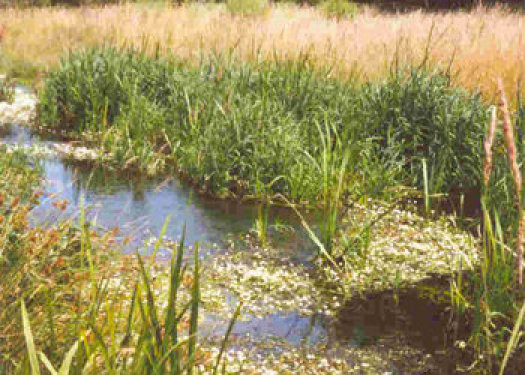  Quellen und Bäche im Pfälzerwald 