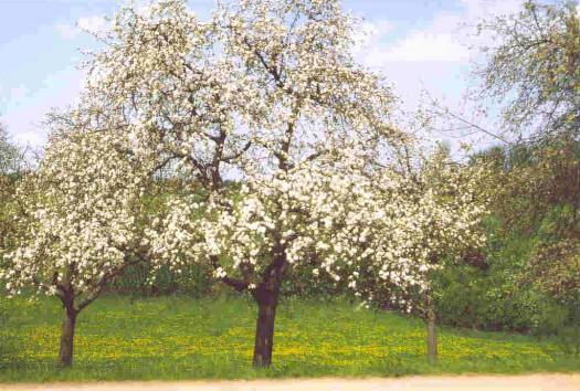 Streuobstwiese Streuobstwiese