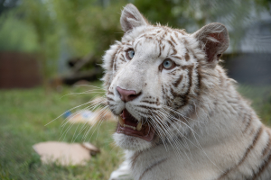 Weiße Tigerin Charlota  @ Vier Pfoten