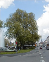 die Stadtplatane