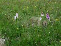 Eine Blumenwiese mit Butterblumen und Hyazinthen.