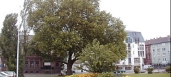 die Stadtplatane am Polizeipräsidium