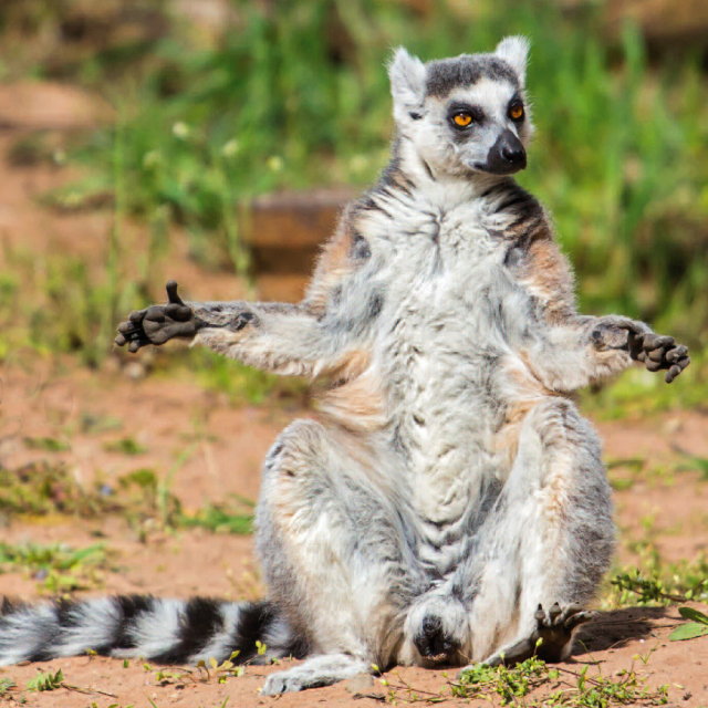 Ein Katta sitzt frontal zur Kamera mit ausgebreiteten Ärmchen © Zoo Kaiserslautern