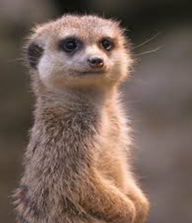 Erdmännchen © Zoo Kaiserslautern