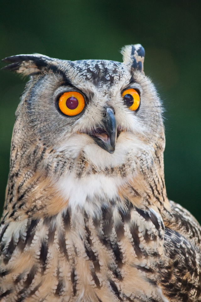Porträt einer Eule © Zoo Kaiserslautern